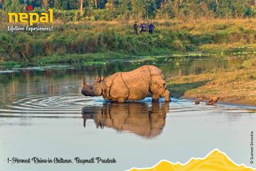 1-Horned-Rhino-in-Chitwan 